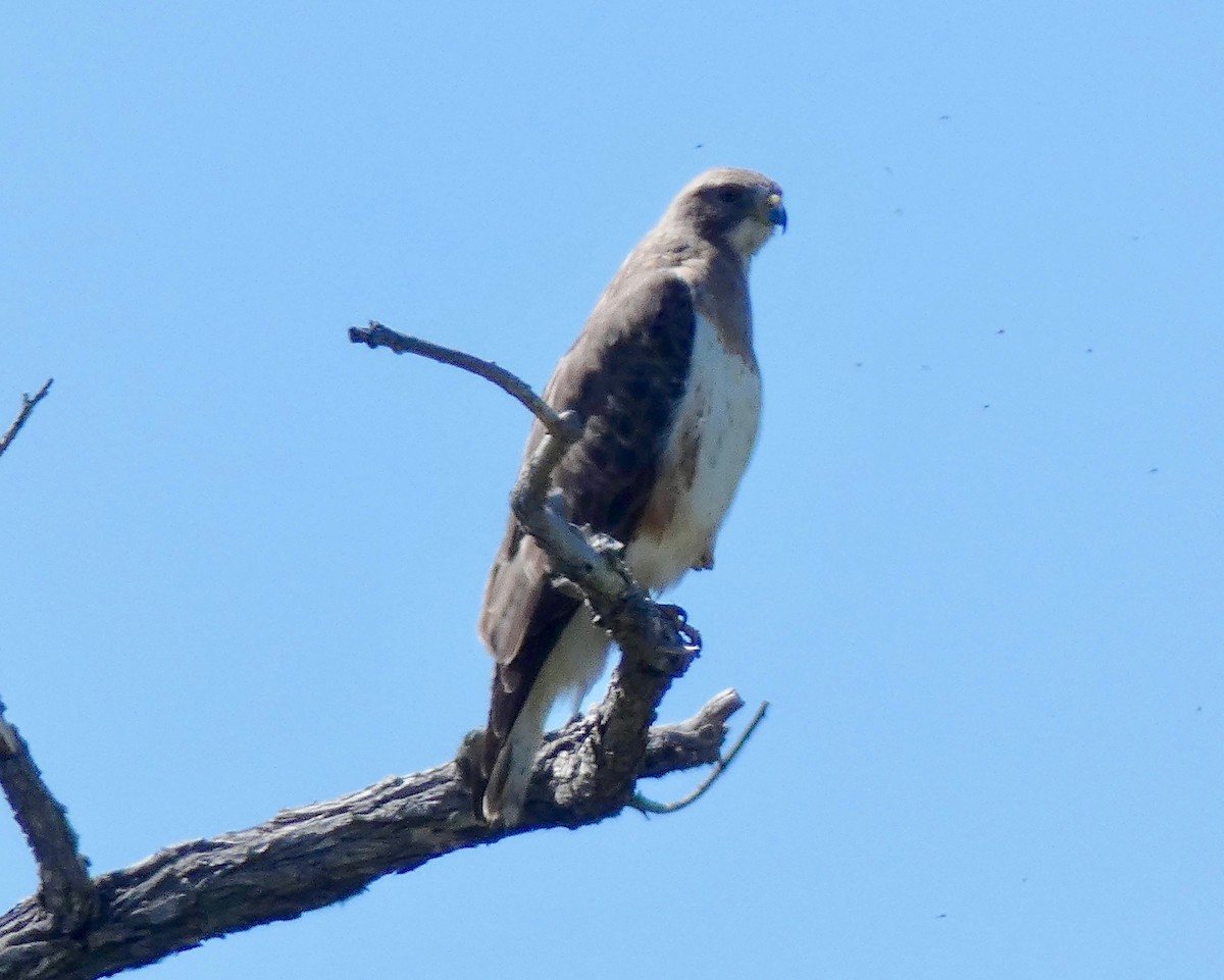 Swainson's Hawk - ML158791231