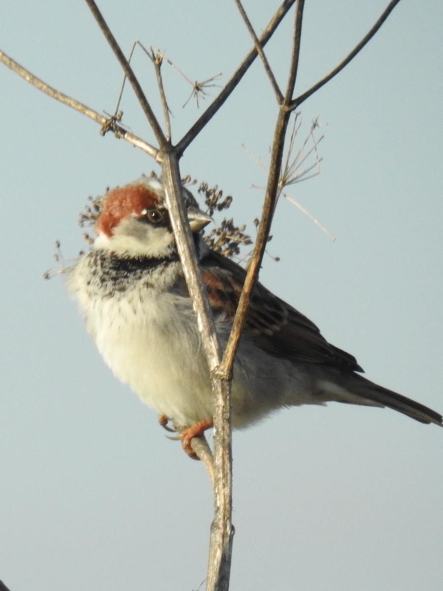Moineau domestique - ML158792561