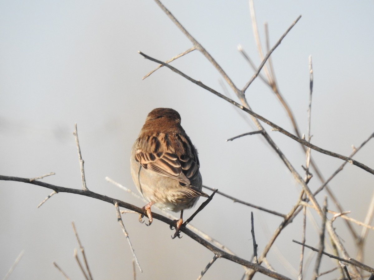 Moineau domestique - ML158792661