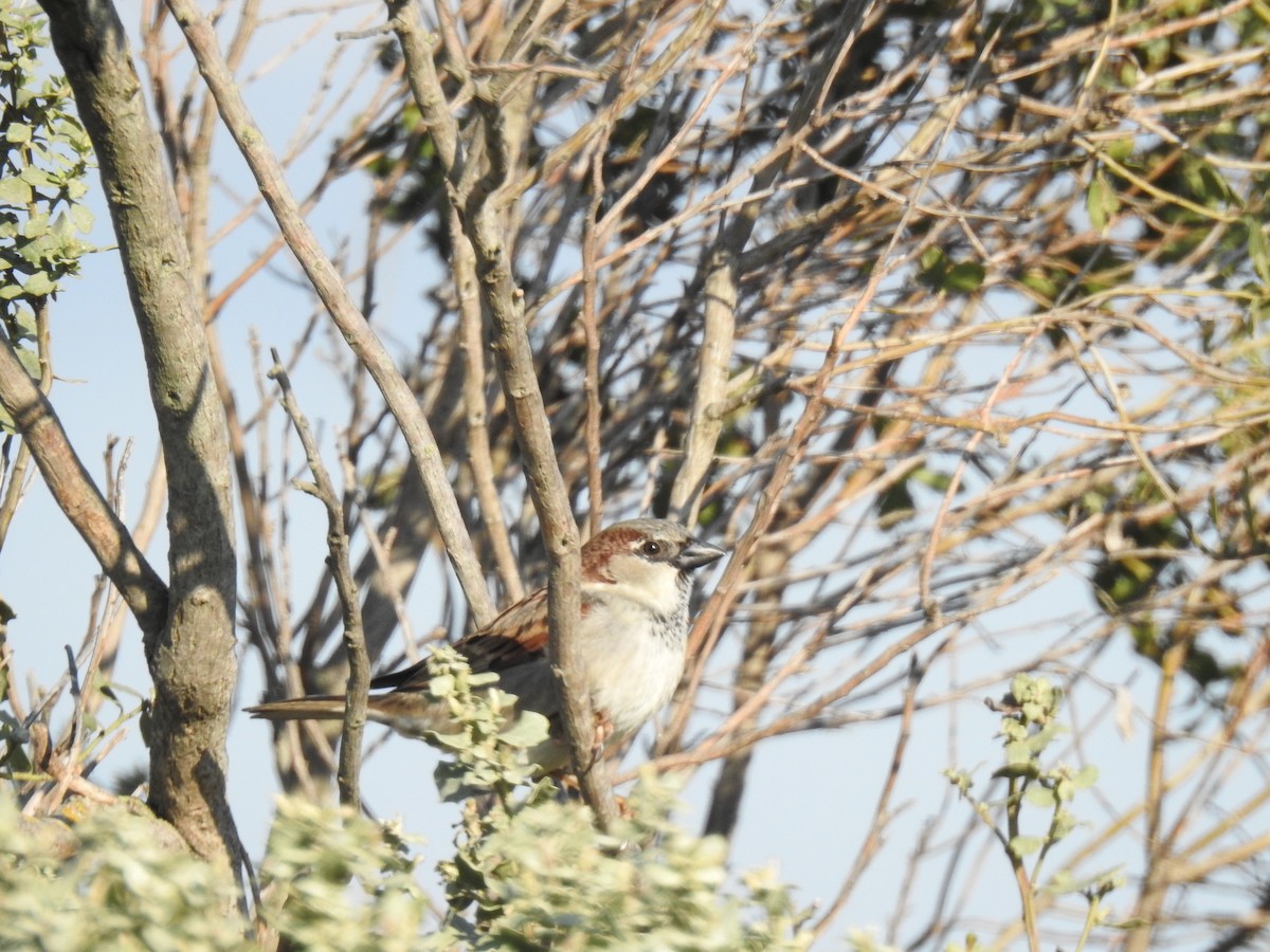 Moineau domestique - ML158792671