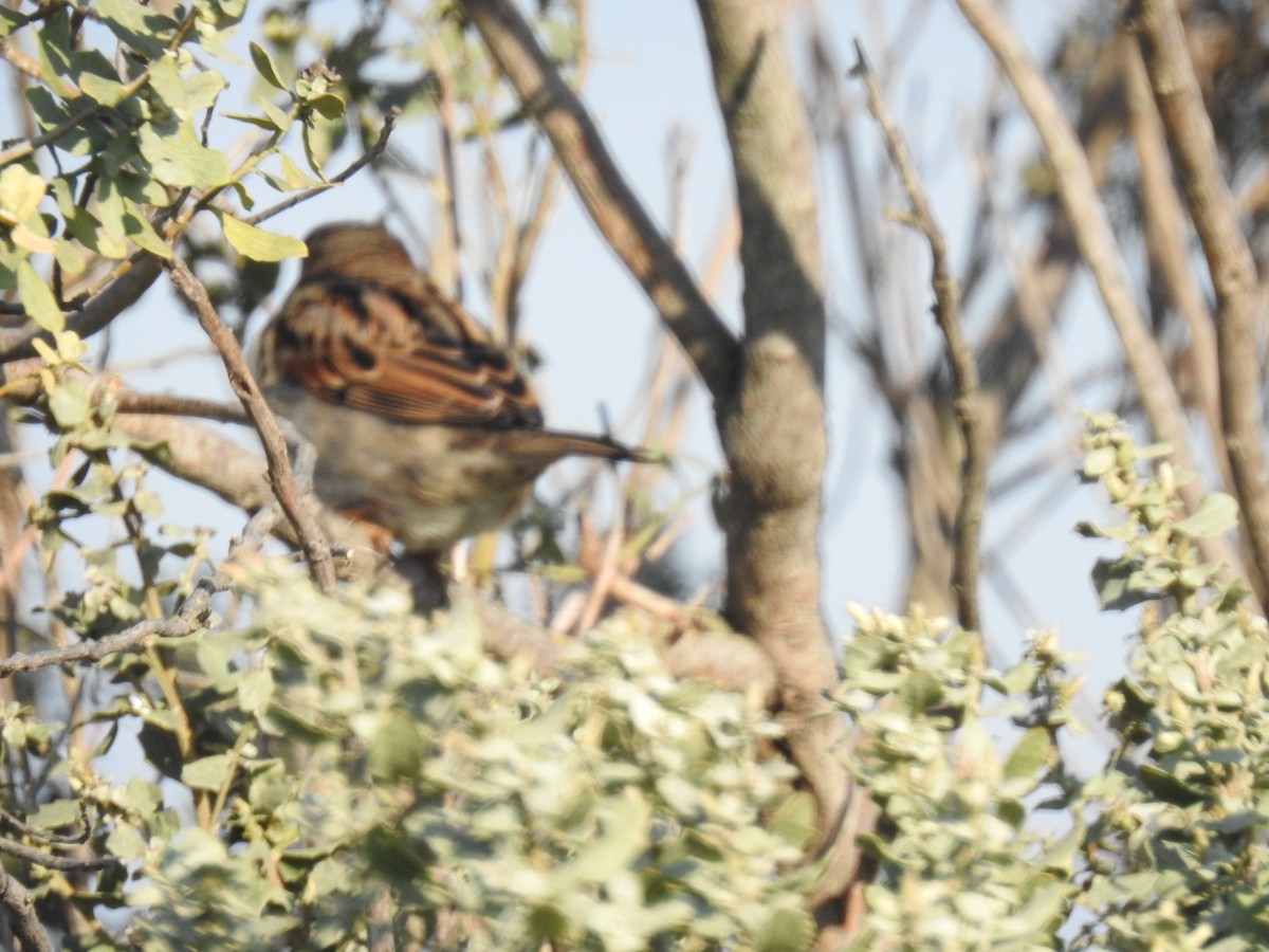 Moineau domestique - ML158792691