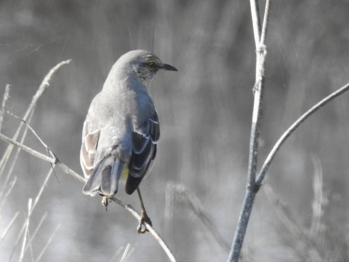 Northern Mockingbird - ML158795091