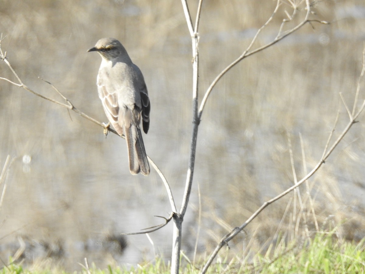 Northern Mockingbird - ML158795231