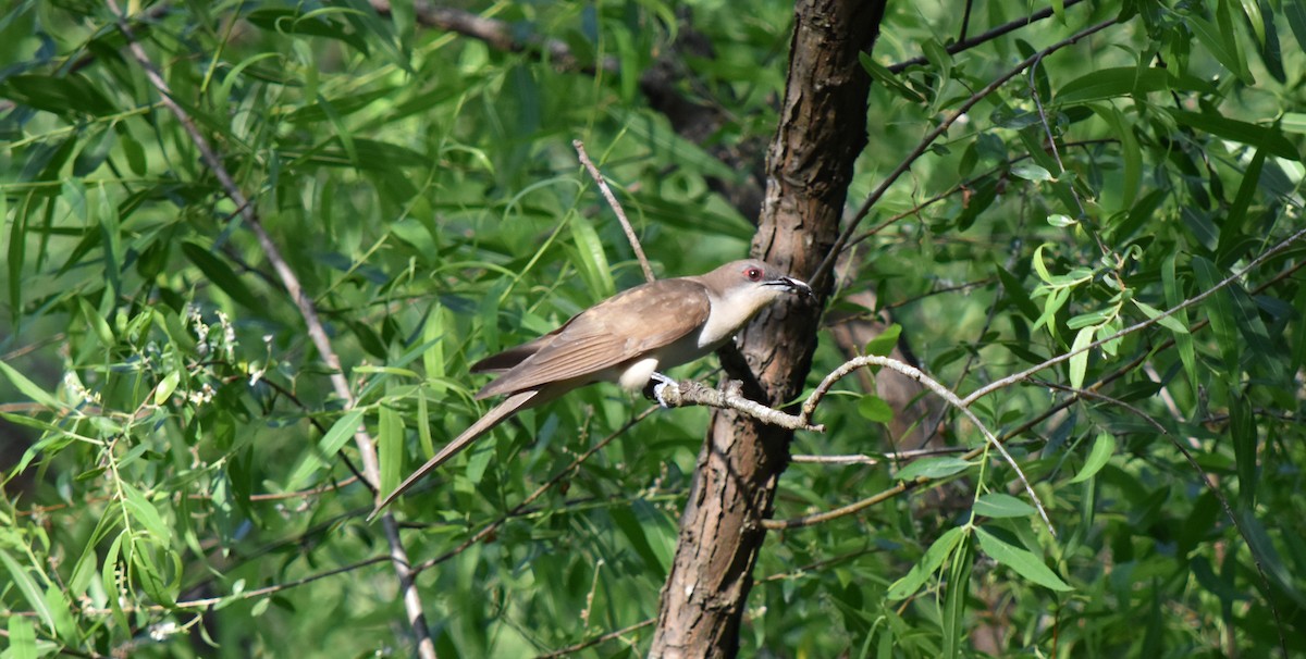 Black-billed Cuckoo - ML158795321