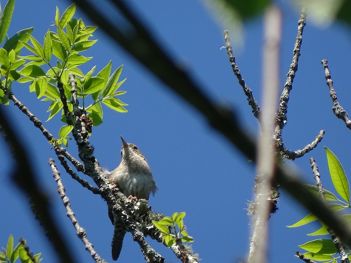 Northern House Wren - ML158795531