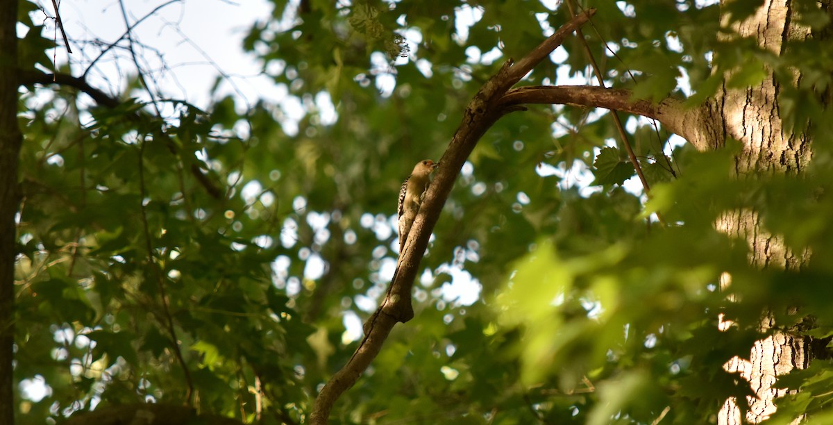 Red-bellied Woodpecker - ML158796181