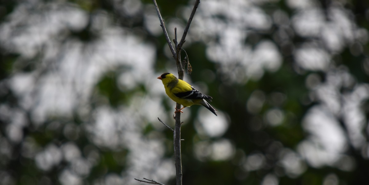 American Goldfinch - ML158796351