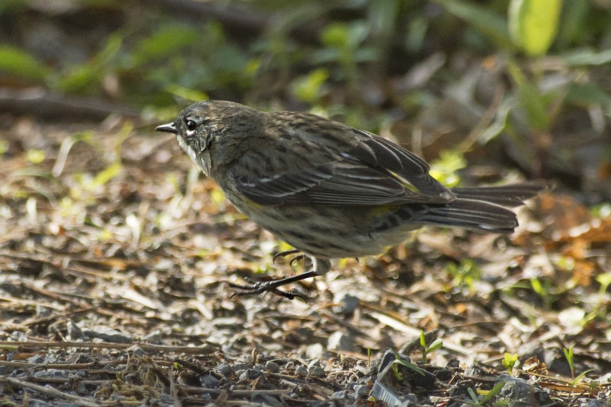 Yellow-rumped Warbler - ML158797561