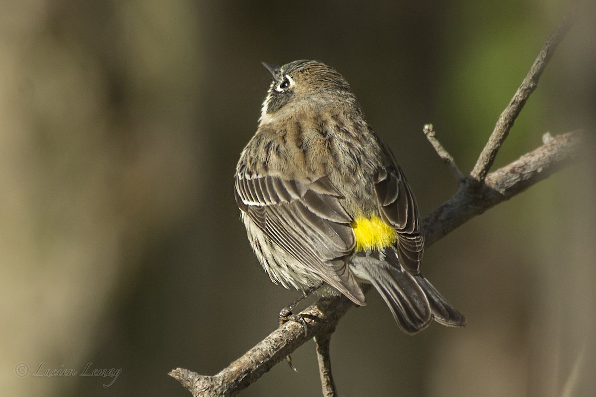 Yellow-rumped Warbler - ML158797591