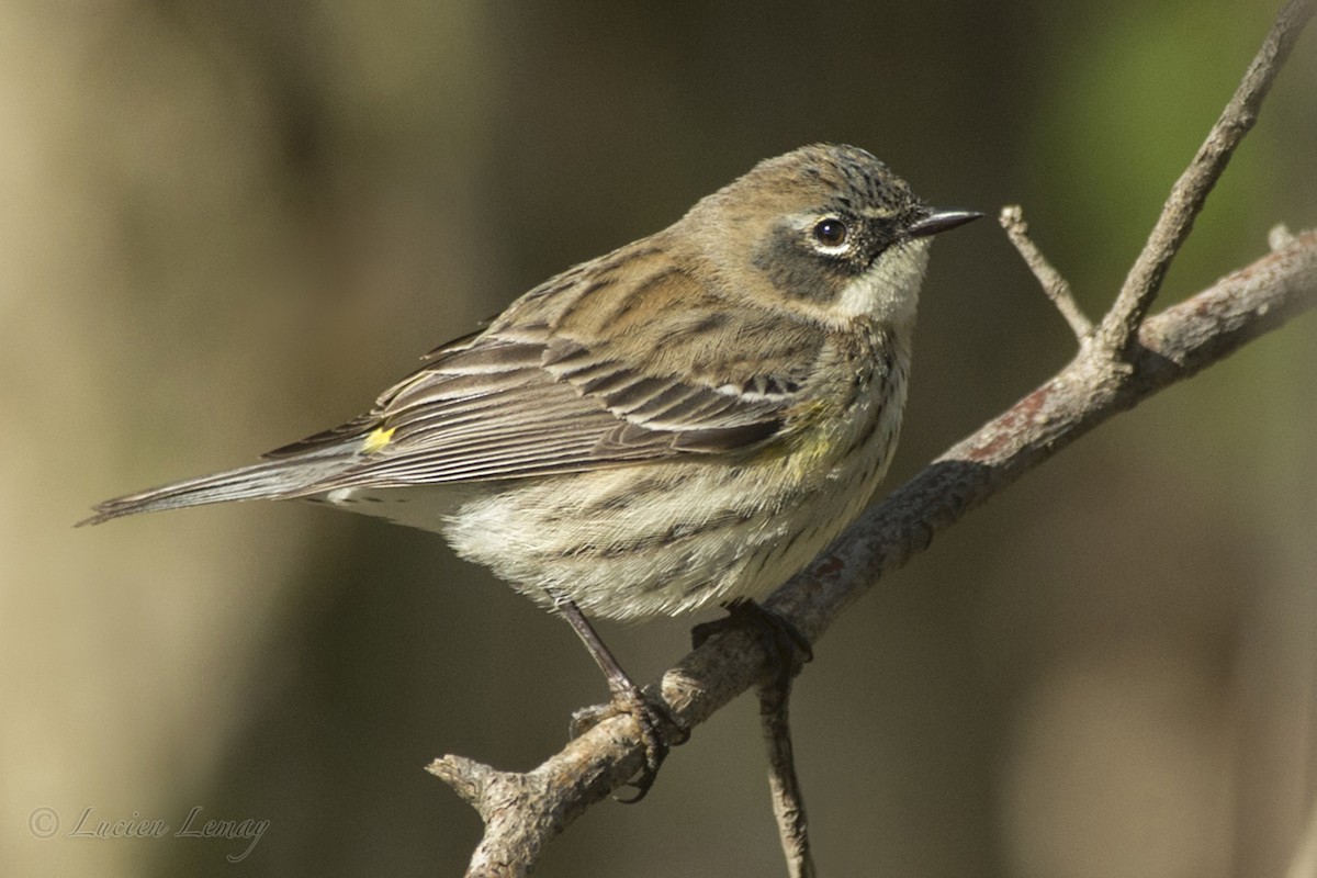 Yellow-rumped Warbler - ML158797701