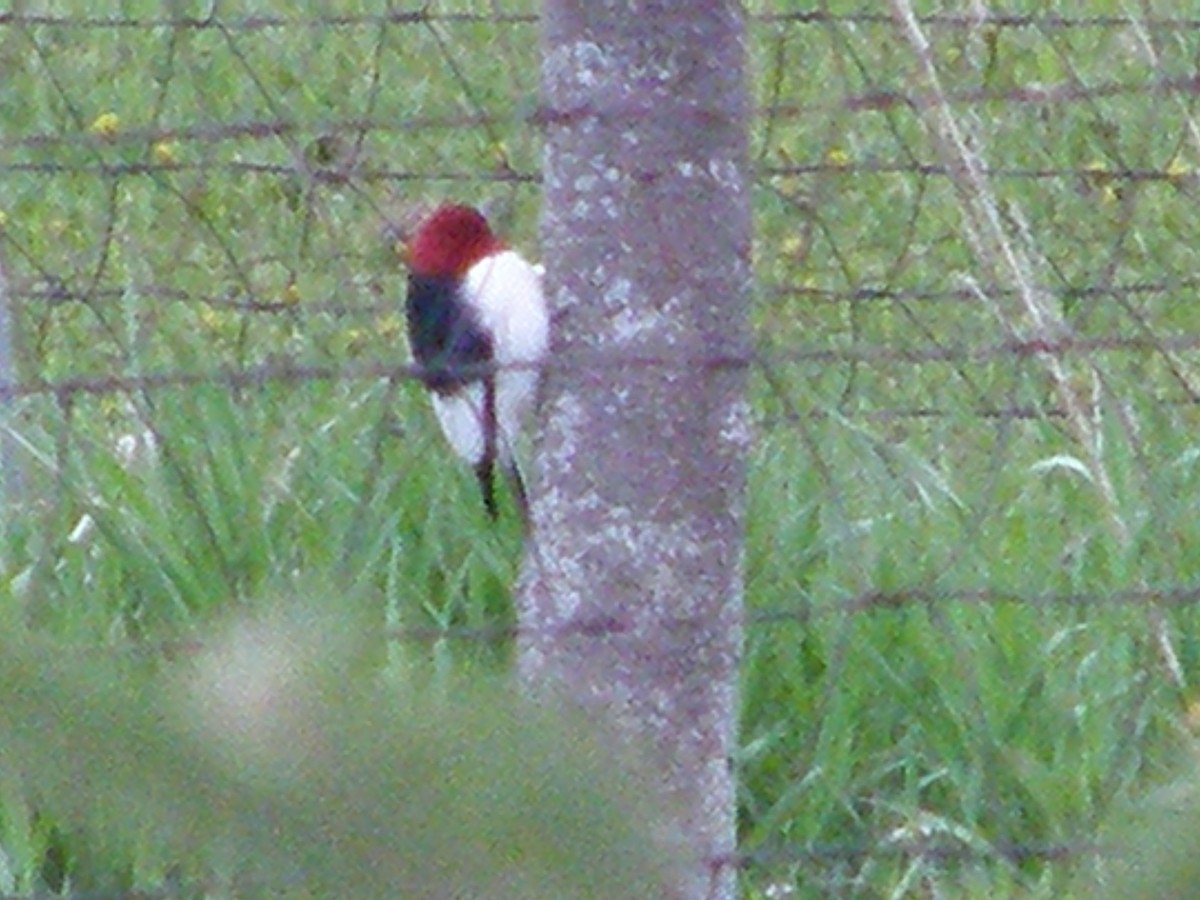 Red-headed Woodpecker - Lynette Thonne