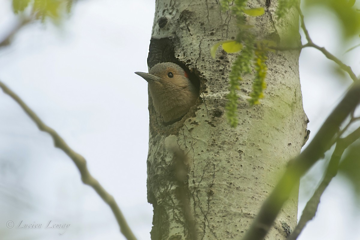 Northern Flicker - ML158798641