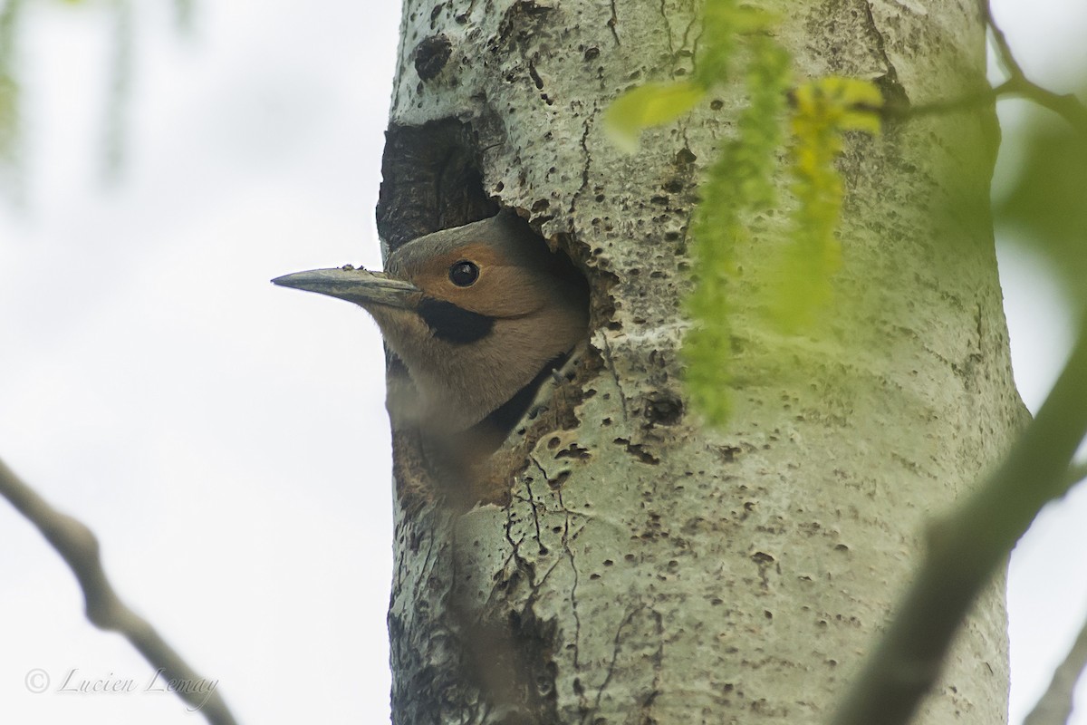 Northern Flicker - Lucien Lemay