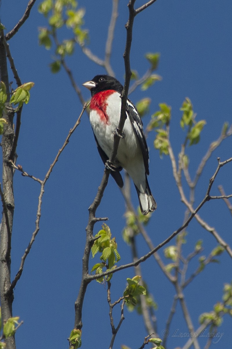 Rose-breasted Grosbeak - ML158798851