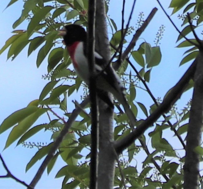 Rose-breasted Grosbeak - ML158800031