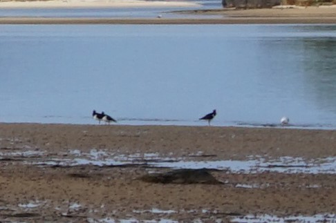 Pied Oystercatcher - Leonie Beaulieu