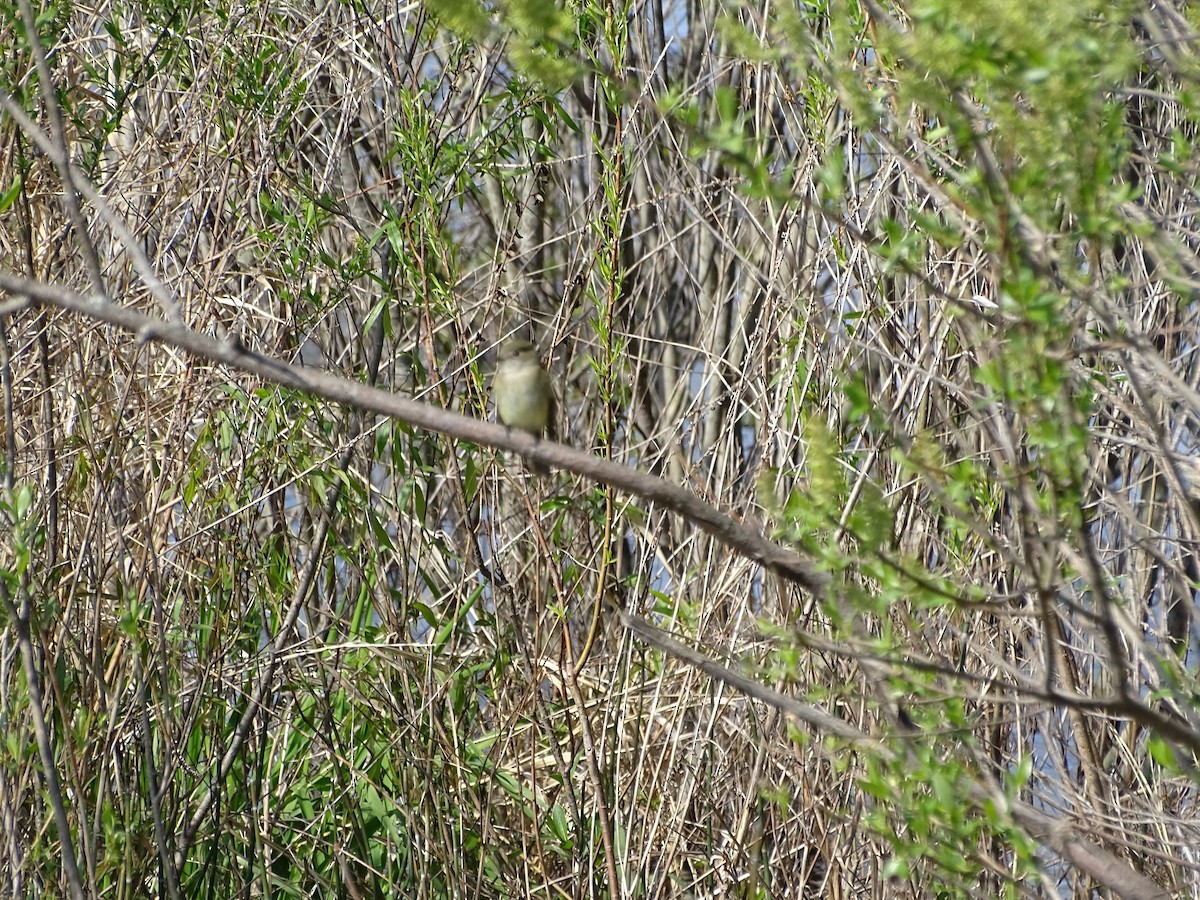 Moucherolle tchébec - ML158800461