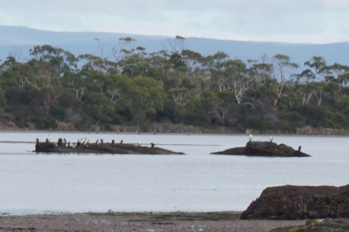 Black-faced Cormorant - Leonie Beaulieu