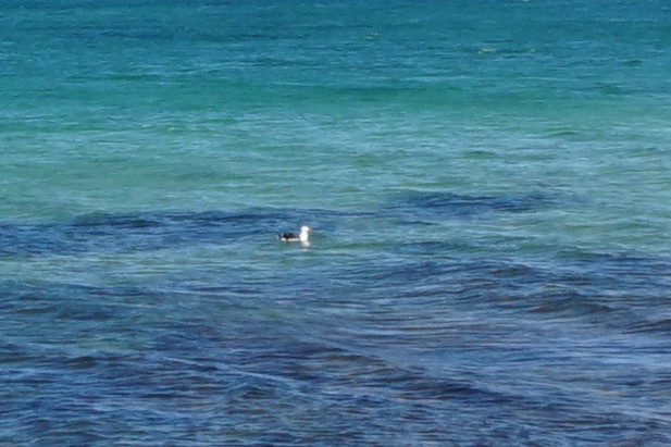 Pacific Gull - Leonie Beaulieu