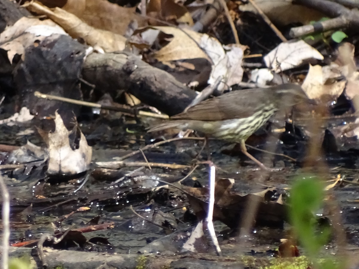 Northern Waterthrush - ML158801201