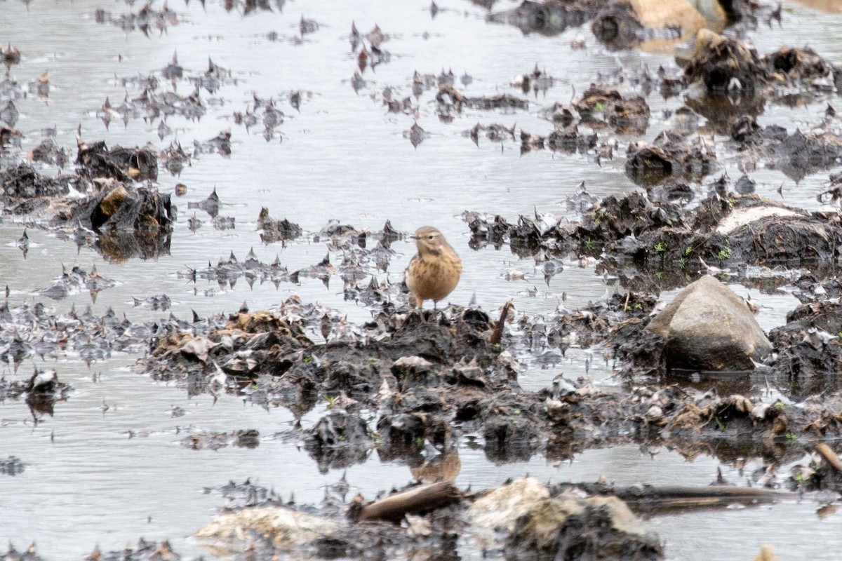American Pipit - ML158801241