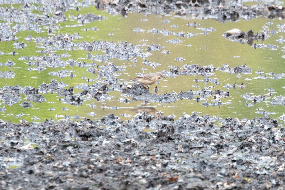 American Pipit - ML158801261