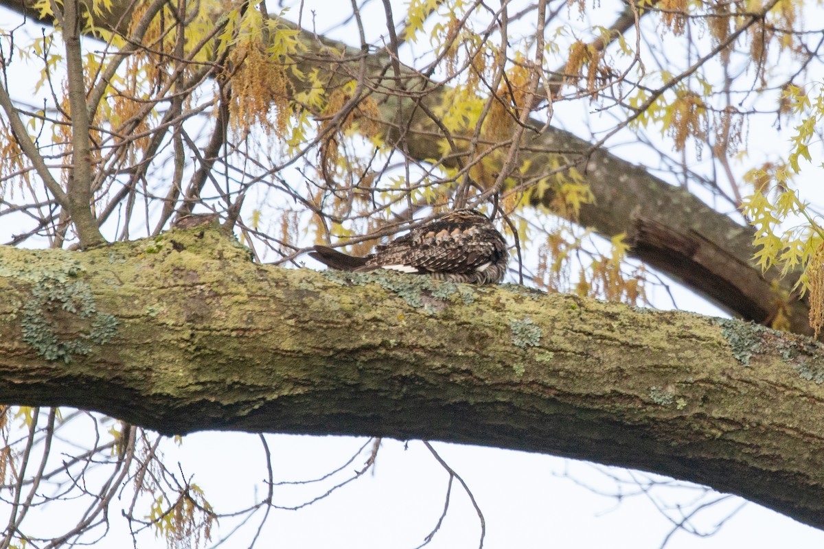 Common Nighthawk - ML158801511