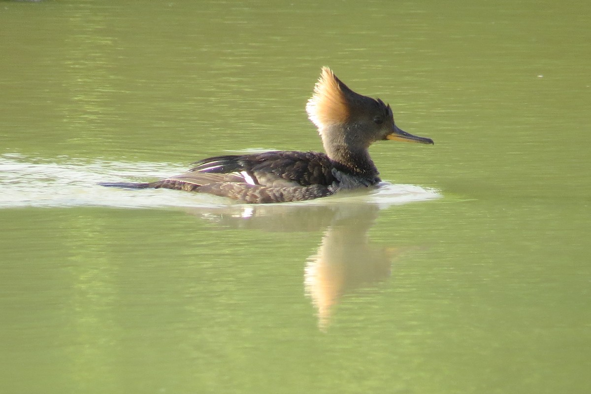 Hooded Merganser - ML158803581