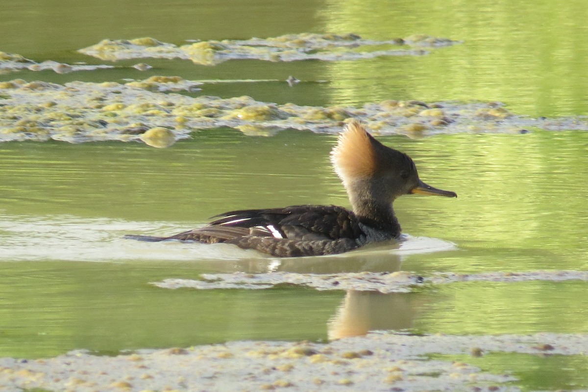 Hooded Merganser - ML158803641