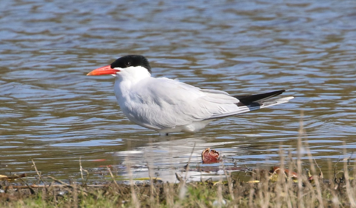 Caspian Tern - ML158803871