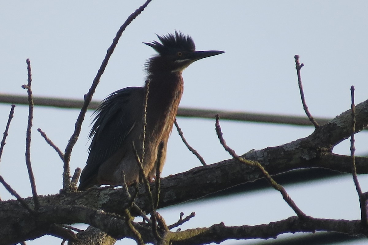 Green Heron - ML158804331