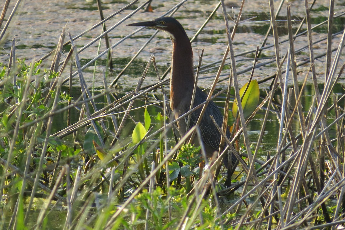 Green Heron - ML158804451