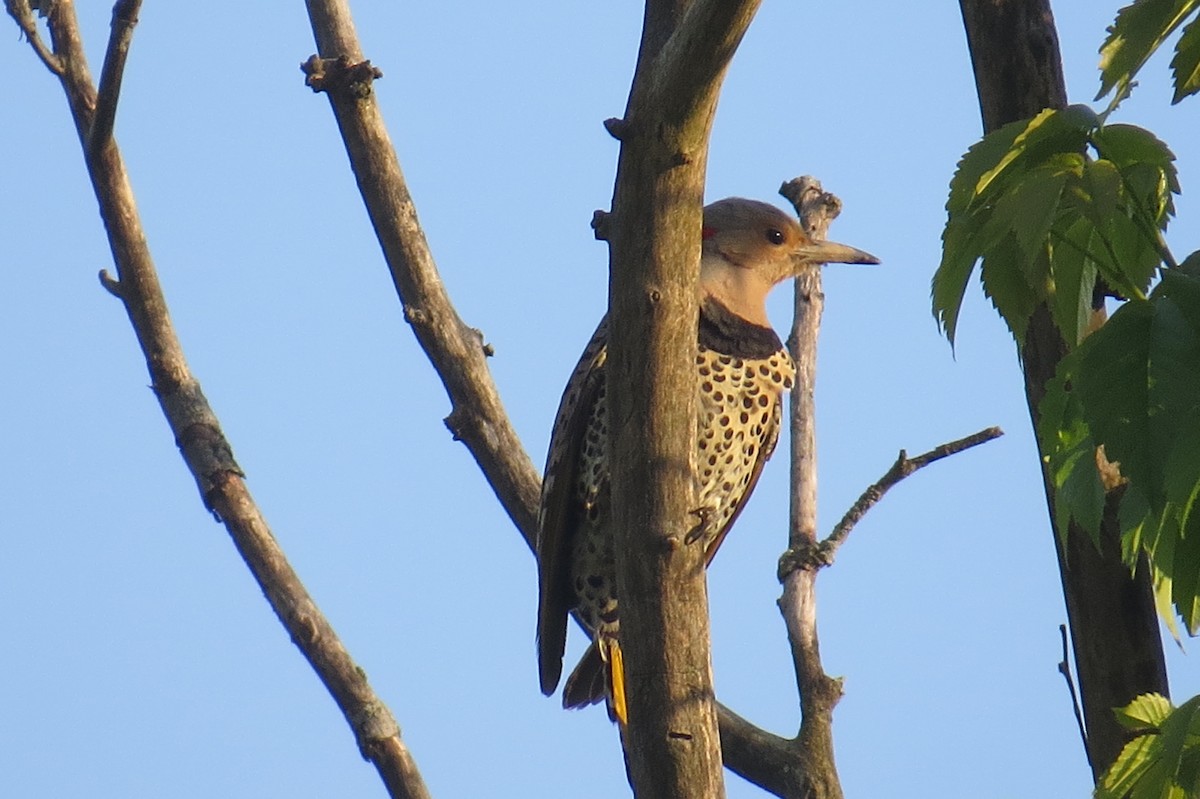 datel zlatý (ssp. auratus/luteus) - ML158804461