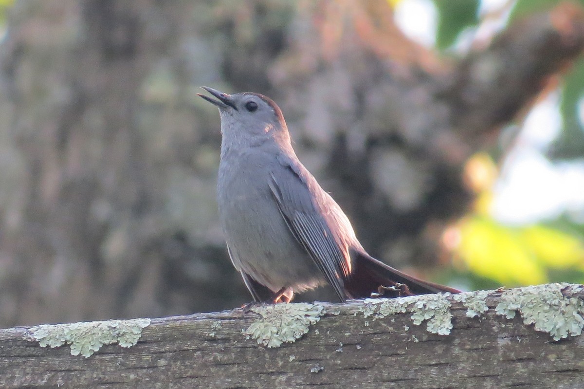 Gray Catbird - ML158804671