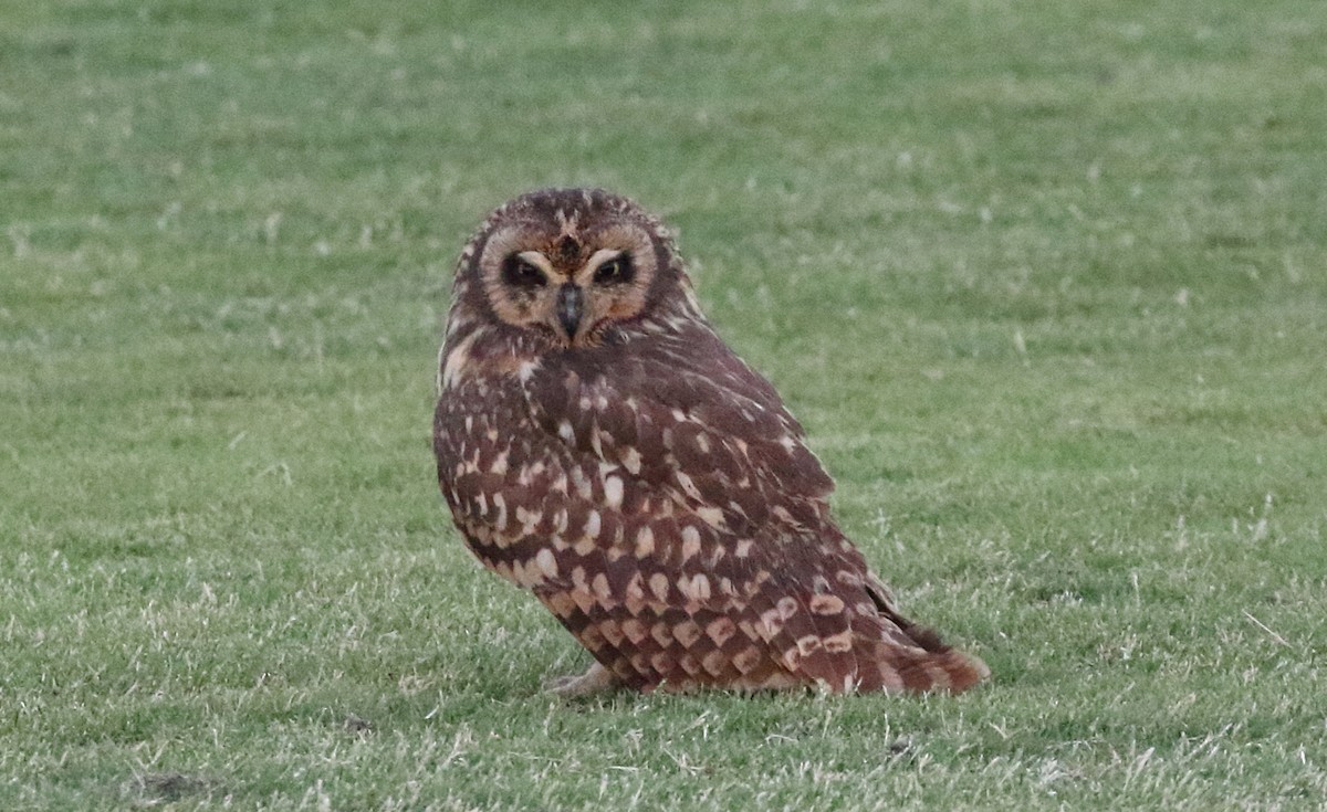 Short-eared Owl (Antillean) - ML158804891