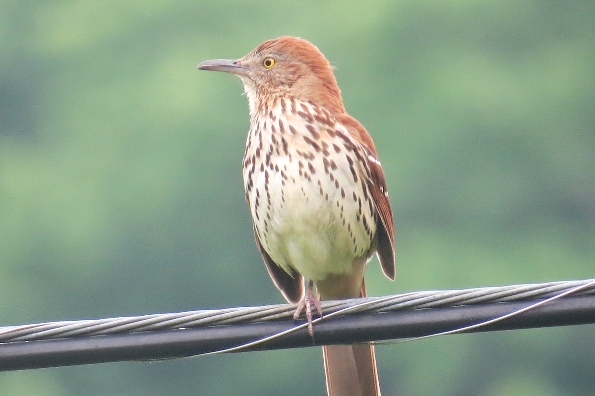 Brown Thrasher - ML158804911