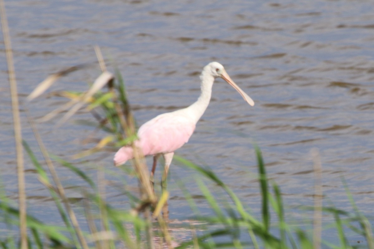 Roseate Spoonbill - ML158804921