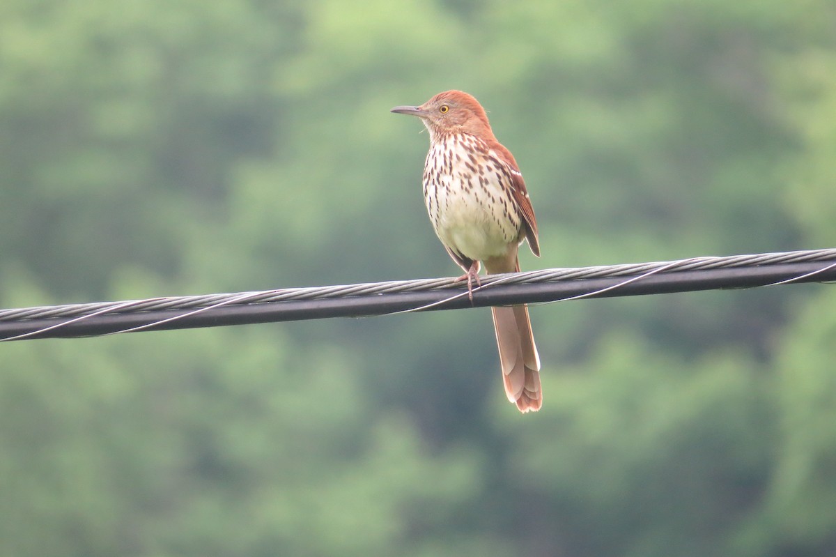 Brown Thrasher - ML158805031