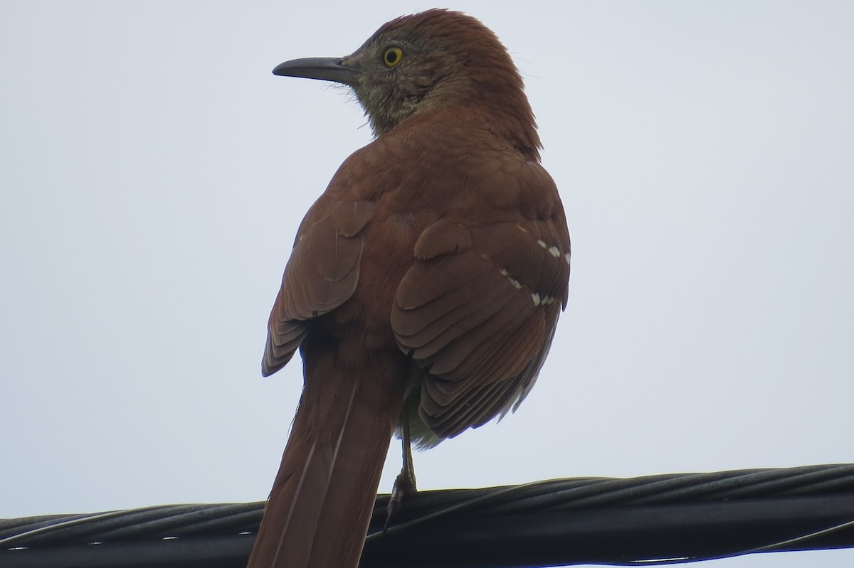 Brown Thrasher - ML158805041