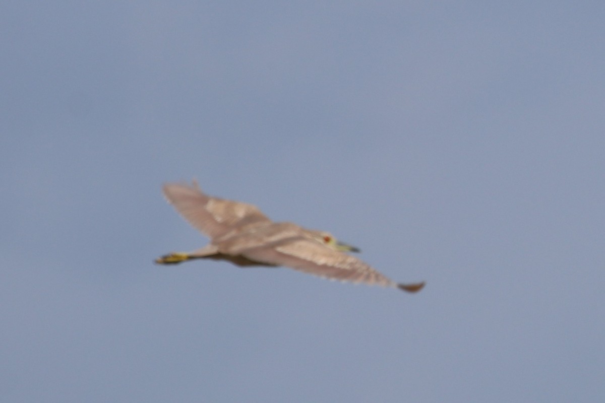 Black-crowned Night Heron - ML158805251