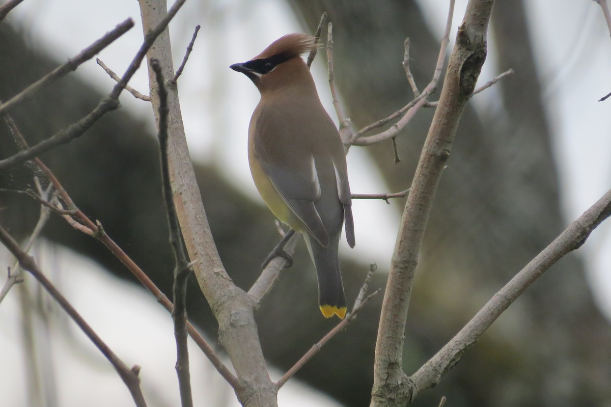 Cedar Waxwing - ML158805271