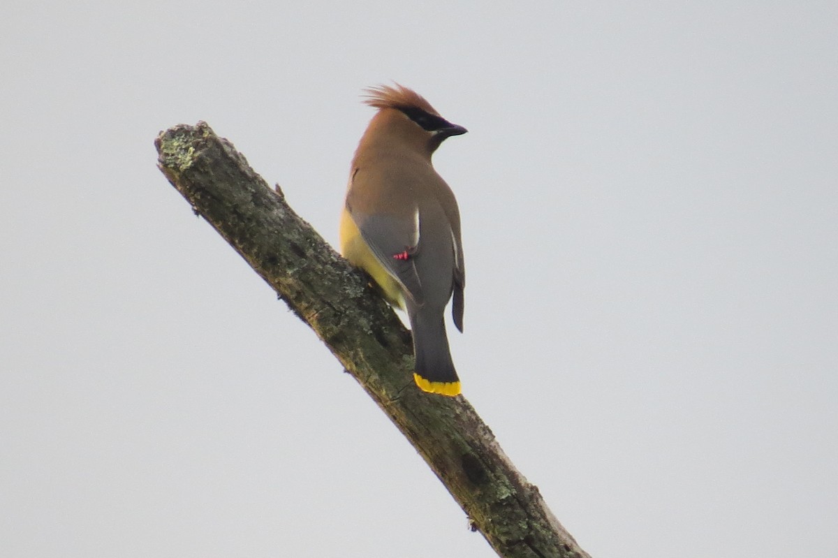 Cedar Waxwing - ML158805291