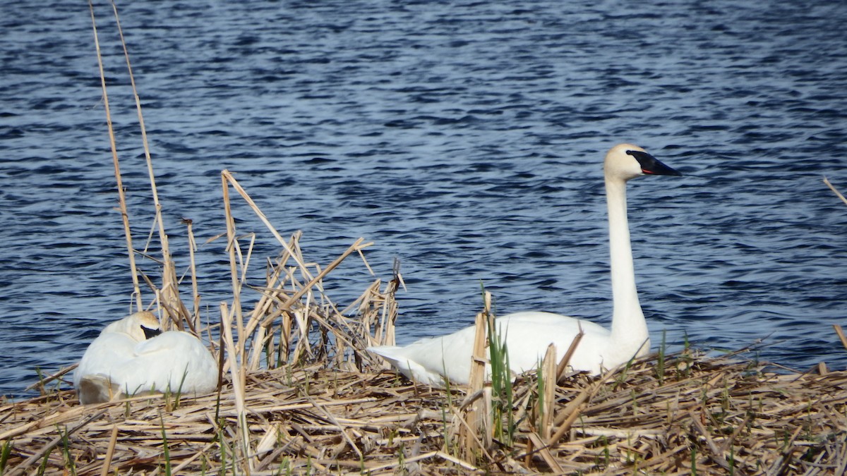 Trumpeter Swan - ML158806481