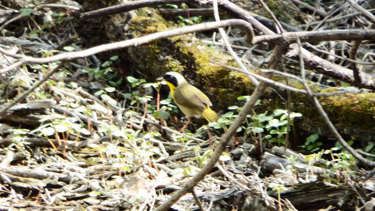 Common Yellowthroat - ML158806821