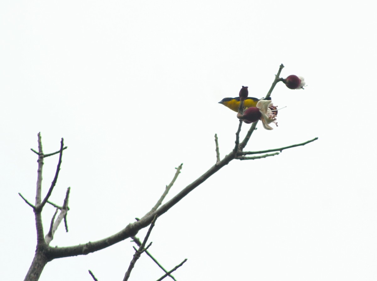 Thick-billed Euphonia - ML158808361