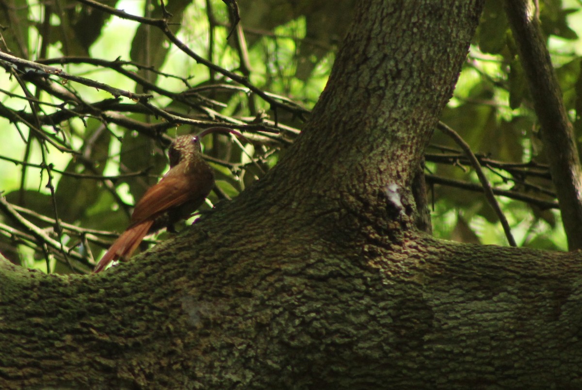 Red-billed Scythebill - ML158808831