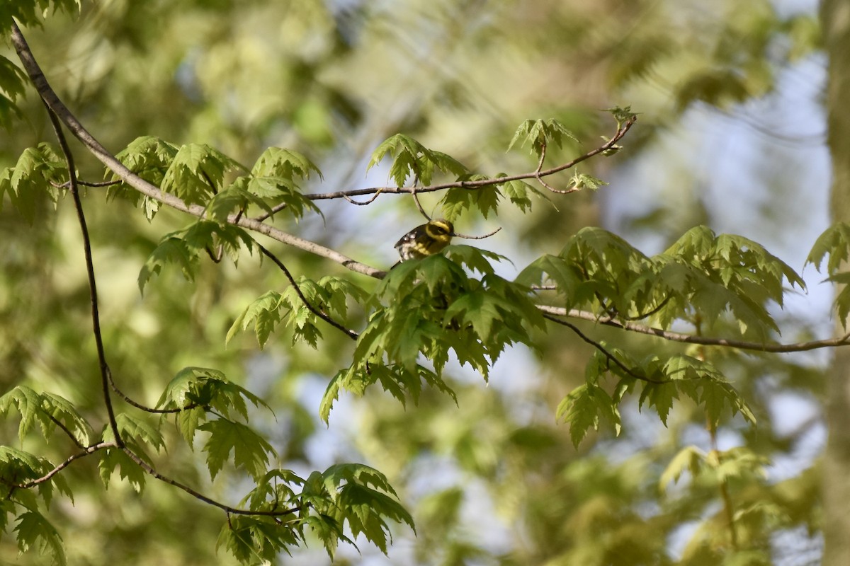 Townsend's Warbler - ML158809011