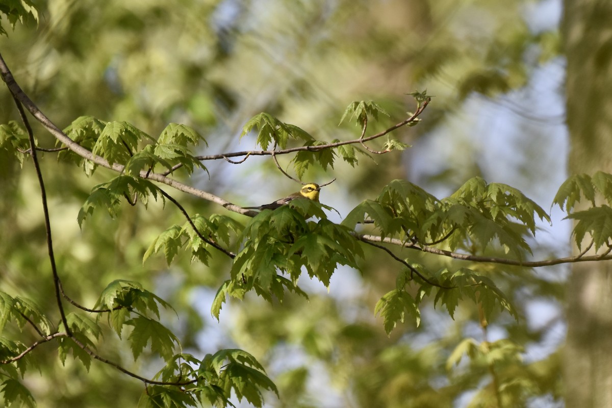 Townsend's Warbler - ML158809041