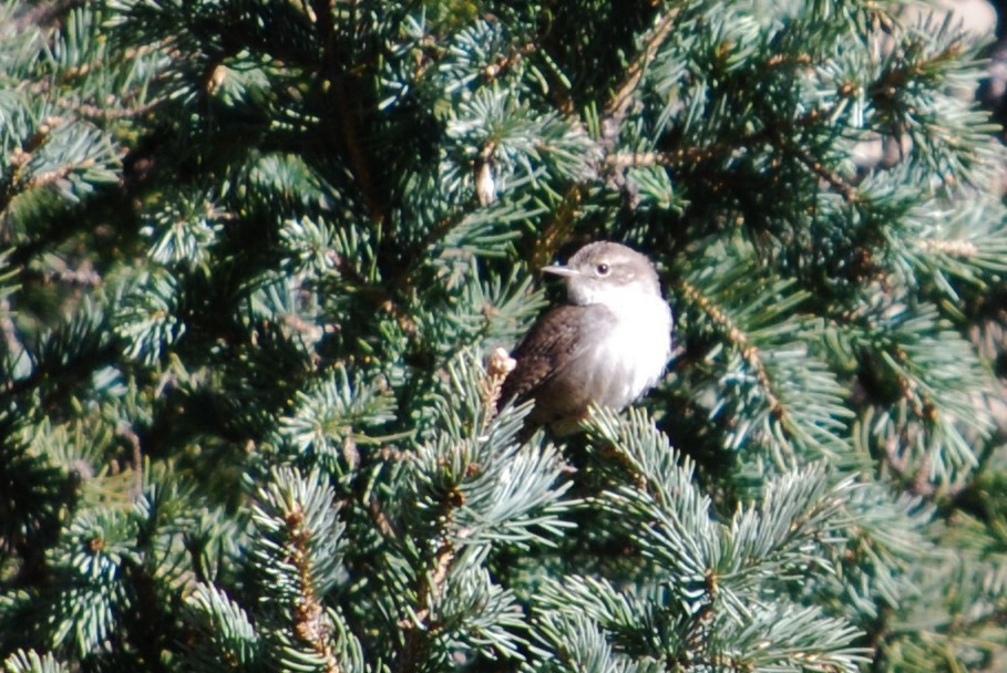 Northern House Wren - ML158809591