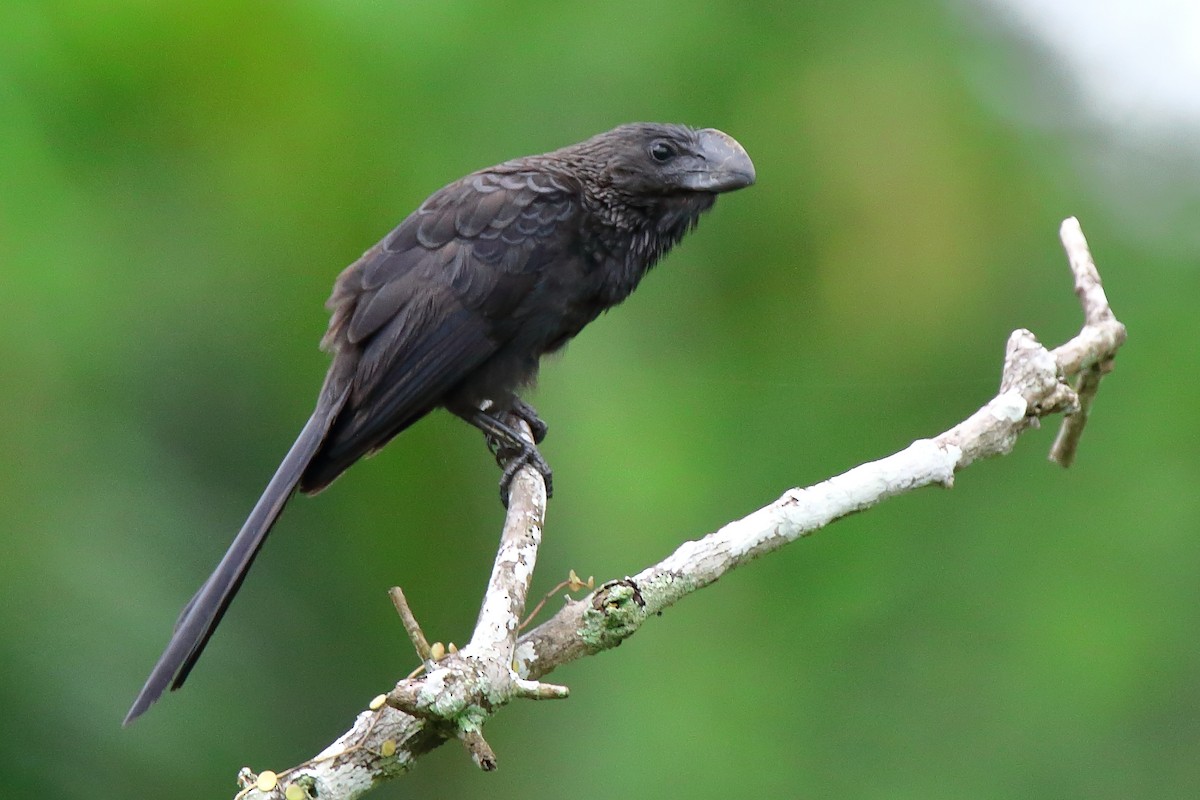 Smooth-billed Ani - ML158809651